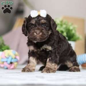 Lily, Cockapoo Puppy